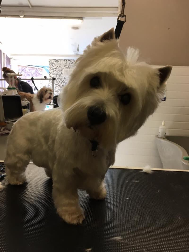 Freshly groomed white Westie standing on the grooming table in the DogTails salon, clippings on the mat and equipment behind