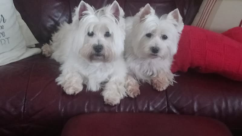 Two clean, groomed white Westies sitting side by side on a red leather sofa