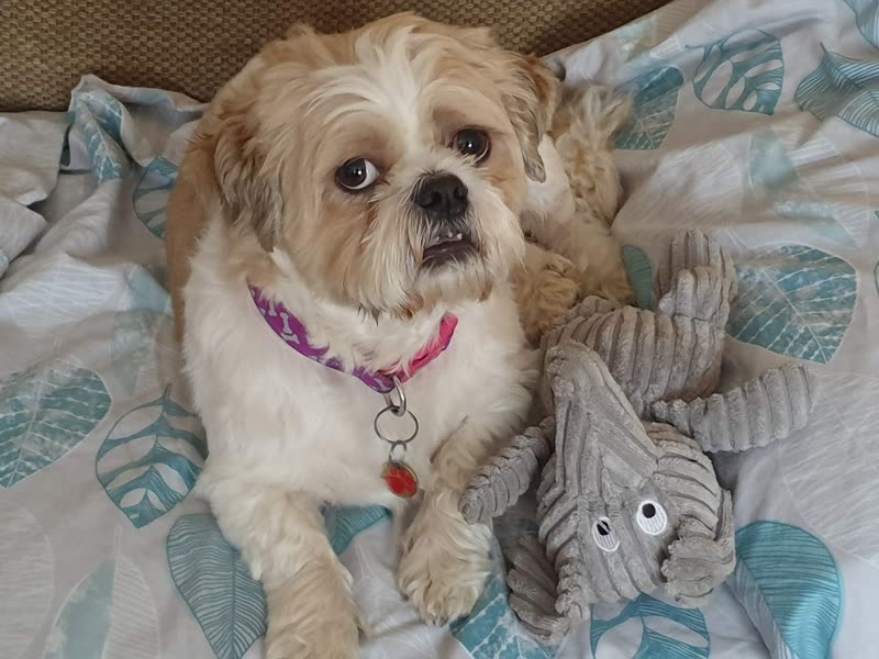 Groomed cream-and-white Shih Tzu with a pink collar lying on a leaf-print blanket beside a toy elephant