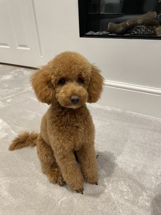 Neatly clipped apricot toy poodle sitting in front of a fireplace after a full groom