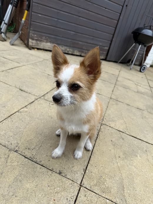 Small tan-and-white chihuahua cross with big ears sitting on a patio